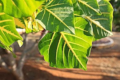 国际货币基金组织总裁称：正在开发全球央行数字货币平台